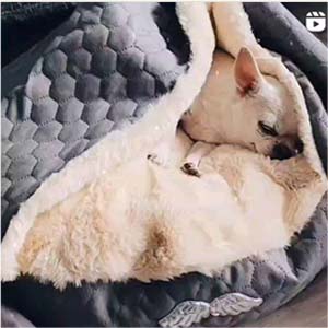 Schodkowe Love Schodkowe Love Schodkowe Love Schodkowe Love