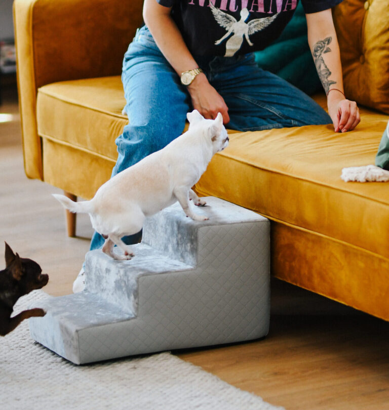 Jak nauczyć Psa lub kota korzystać z Schodków ?