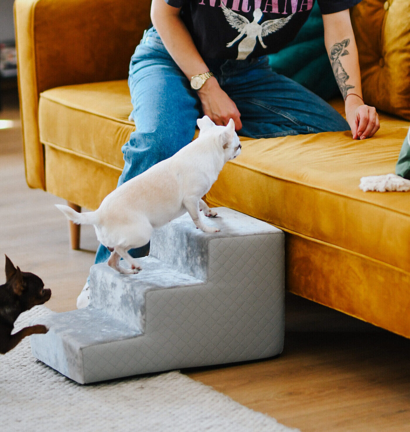 Jak nauczyć Psa lub kota korzystać z Schodków ? Schodkowe Love