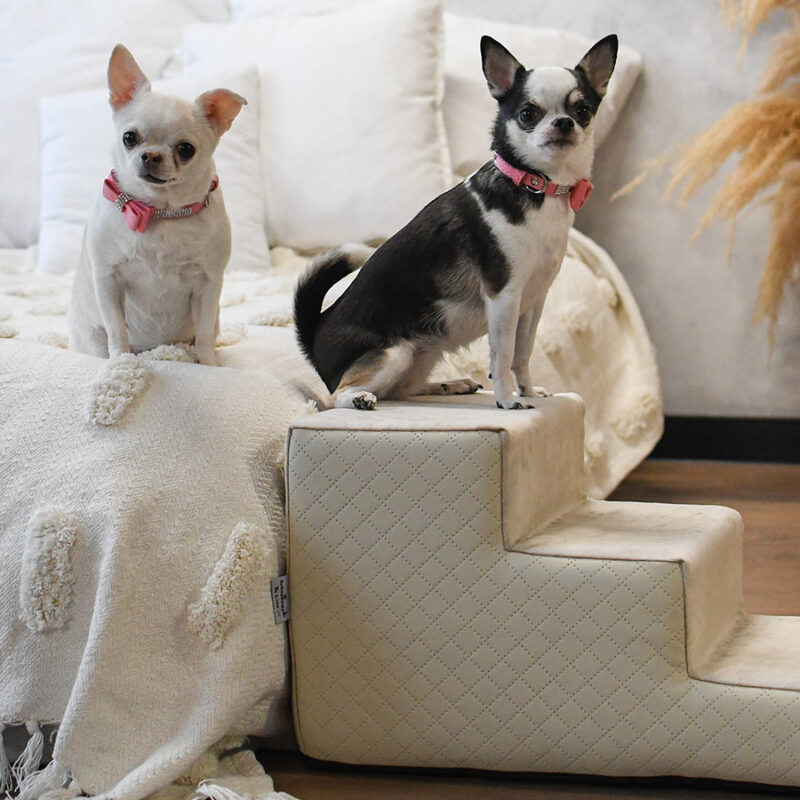 Schodki dla psa i kota Glamour podest dla psa, schodki dla buldoga, Schodki dla chihuahua, Schodki dla kota, Schodki dla psa, Schodki dla psa beżowe, Schodki dla psa butelkowa zieleń, schodki dla psa ikea, Schodki dla psa szare, Schodki dla psa velur, Schodki dla psa welur, Schodki dla psa woodoporne, Schodki dla yorka, Schodki dle małego psa, schody dla buldoga, schody dla chihuahua, schody dla kota, schody dla małego psa, schody dla psa, schody dla psa butelkowa zieleń, schody dla psa szare, schody dla yorka  Schodki dla psa i kota Glamour podest dla psa, schodki dla buldoga, Schodki dla chihuahua, Schodki dla kota, Schodki dla psa, Schodki dla psa beżowe, Schodki dla psa butelkowa zieleń, schodki dla psa ikea, Schodki dla psa szare, Schodki dla psa velur, Schodki dla psa welur, Schodki dla psa woodoporne, Schodki dla yorka, Schodki dle małego psa, schody dla buldoga, schody dla chihuahua, schody dla kota, schody dla małego psa, schody dla psa, schody dla psa butelkowa zieleń, schody dla psa szare, schody dla yorka